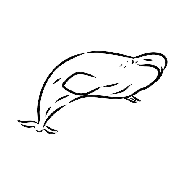 Hand getekende vector beluga walvis schets gravure illustratie van walvis beluga walvis vector schets ill