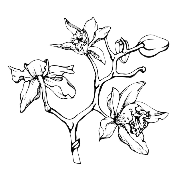 Hand getekende vector inkt orchidee bloemen en takken monochroom gedetailleerde omtrek cirkel krans samenstelling geïsoleerd op witte achtergrond ontwerp voor kunst aan de muur bruiloft afdrukken tatoeage voorblad