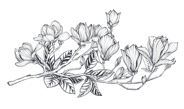 Hand getekende vector magnolia tak Mooi romantisch elegant bloemenelement