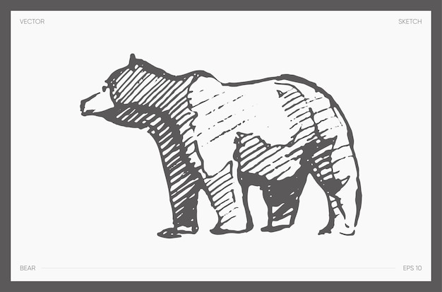 Hand getekende vectorillustratie van beer schets