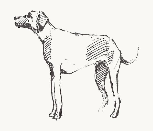 Hand getekende vectorillustratie van een hond
