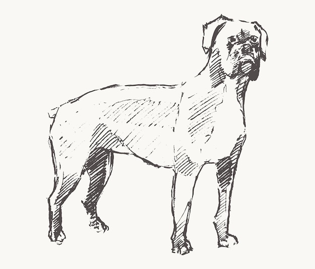 Hand getekende vectorillustratie van een Rottweiler