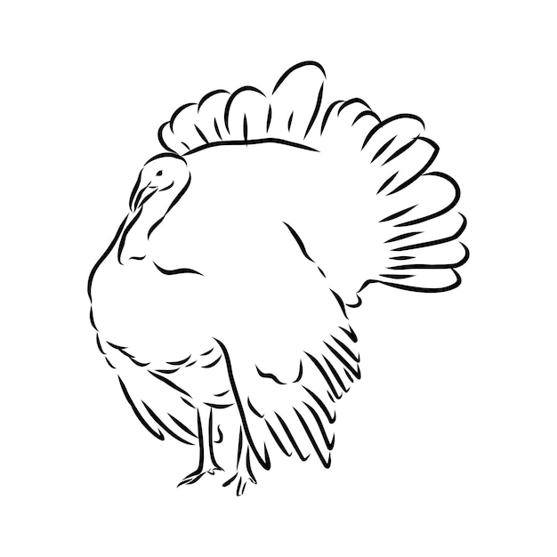 Hand getekende vectorillustratie van kalkoen geïsoleerd op witte achtergrond