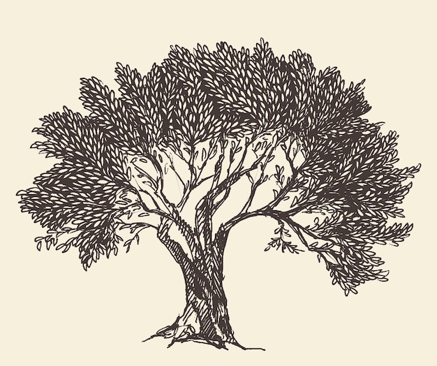 Vector hand getekende vectorillustratie van olijfboom