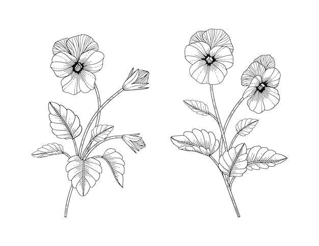 Hand getekende viooltje bloemen illustratie met zeer fijne tekeningen op een witte achtergrond.