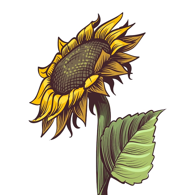 Hand getekende zonnebloem. Gele wilde bloemen in schets stijl, zonnige bloesem met zwarte zaden bladeren en bloemblaadjes gekleurde gravure illustratie, botanische bloemen close-up één geïsoleerd decor vectorobject