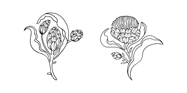 Hand getrokken artisjok geïsoleerd op wit vector lijn kunst illustratie van artisjokken met bladeren