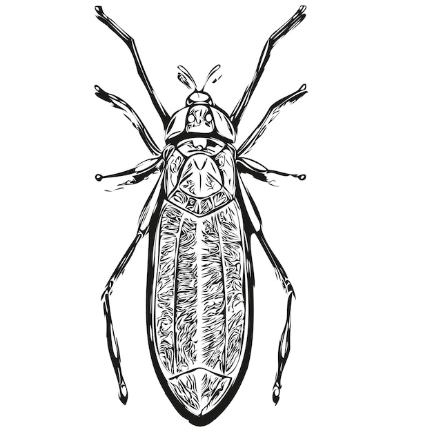 Hand getrokken bug vector illustratie zwart-wit bugs