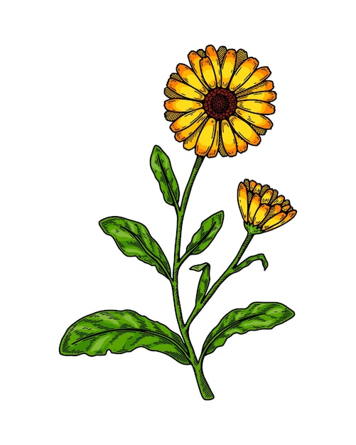 Hand getrokken calendula bloeiende plant geïsoleerd op een witte achtergrond Vectorillustratie