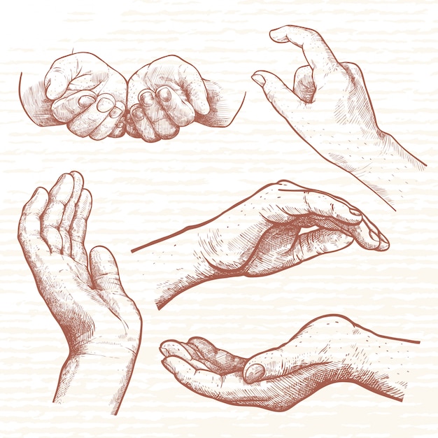 Vector hand getrokken diffrent poses van handen van de vrouw. handen die iets vasthouden en ondersteunen. vinage hand getekend