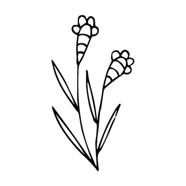 Hand getrokken doodle botanisch bloemenelement voor bloemenontwerpconcept