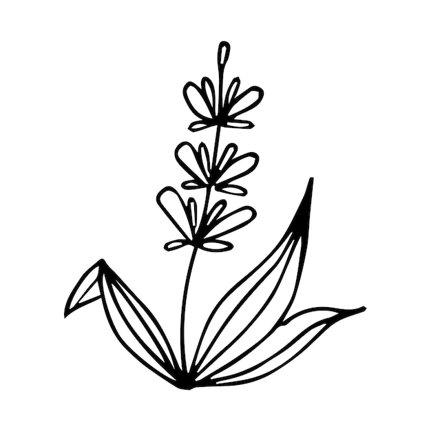 Hand getrokken doodle plant element voor bloemen ontwerpconcept