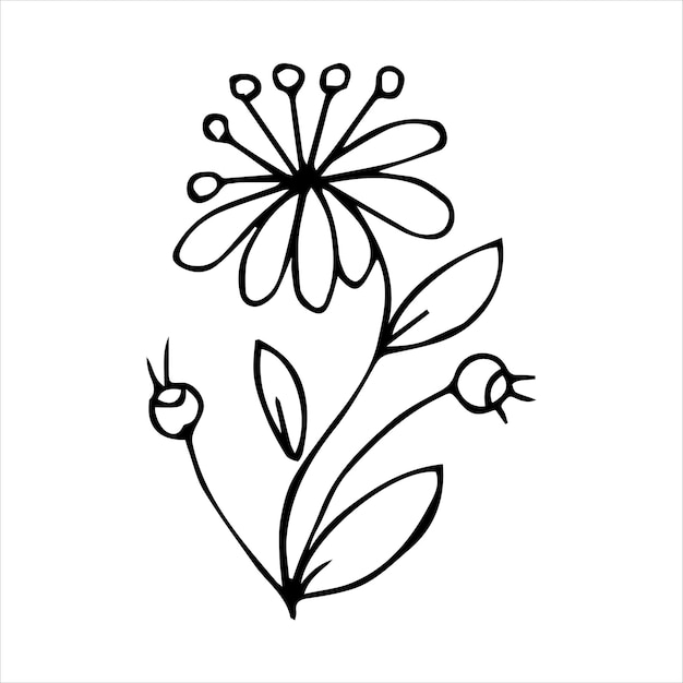 Hand getrokken doodle plant element voor bloemen ontwerpconcept