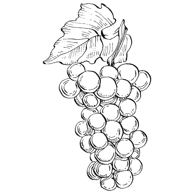 Hand getrokken druiven schets illustratie ontwerp wijn