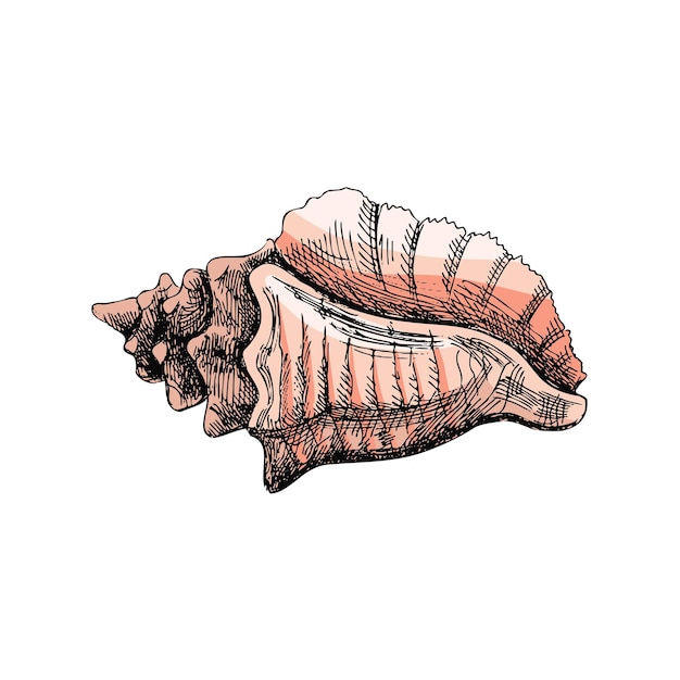 Hand getrokken gekleurde schets van zeeschelp clam schelp Sint-jakobsschelp schets vectorillustratie