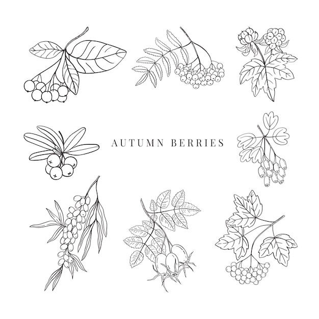 Vector hand getrokken herfst bessen set zwarte kleur overzicht illustratie geïsoleerd op een witte achtergrond