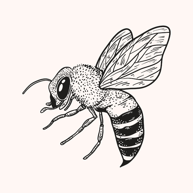 Vector hand getrokken honingbij tekening illustratie
