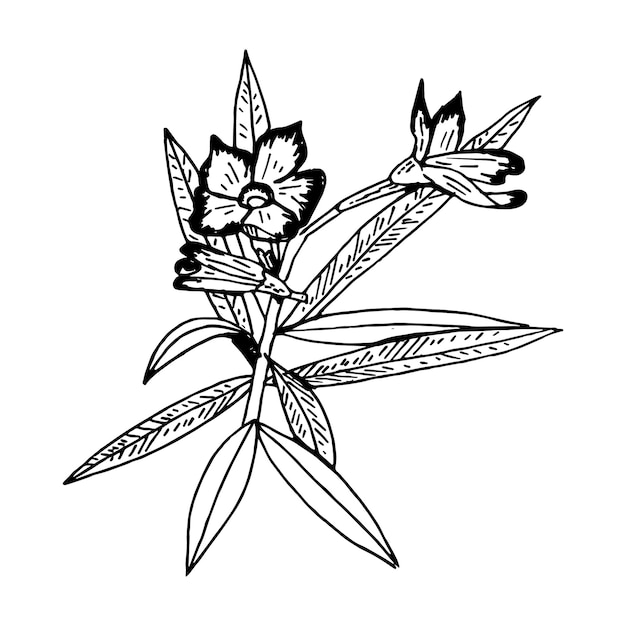 Hand getrokken illustratie schets bloem geïsoleerd