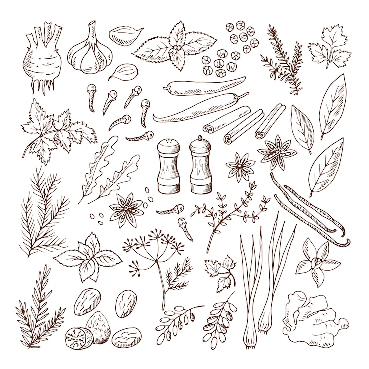 Vector hand getrokken illustraties van verschillende kruiden en specerijen. vectorafbeeldingen instellen isoleren op wit