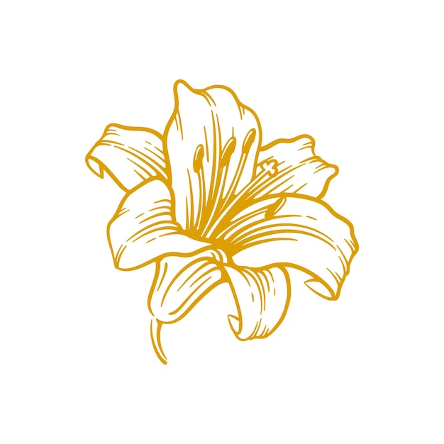 Hand getrokken lelie bloem Lily bloem lijntekeningen vector illustratie