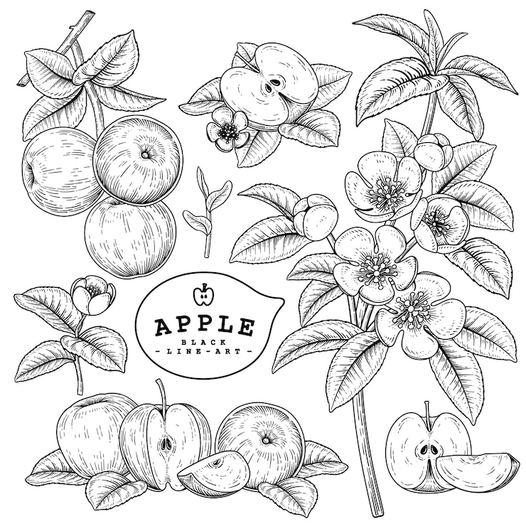 Vector hand getrokken lijntekeningen apple decoratieve set geïsoleerd op een witte achtergrond