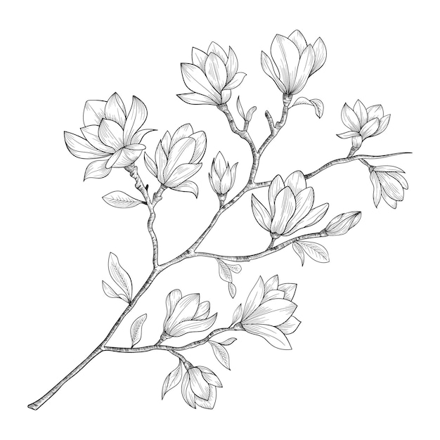 Hand getrokken magnoliabloemen en bladeren die illustratie trekken.