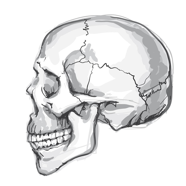 Hand getrokken menselijke schedel Vector