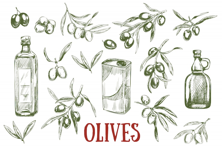 Vector hand getrokken olijven fruit, takken en olijfolie