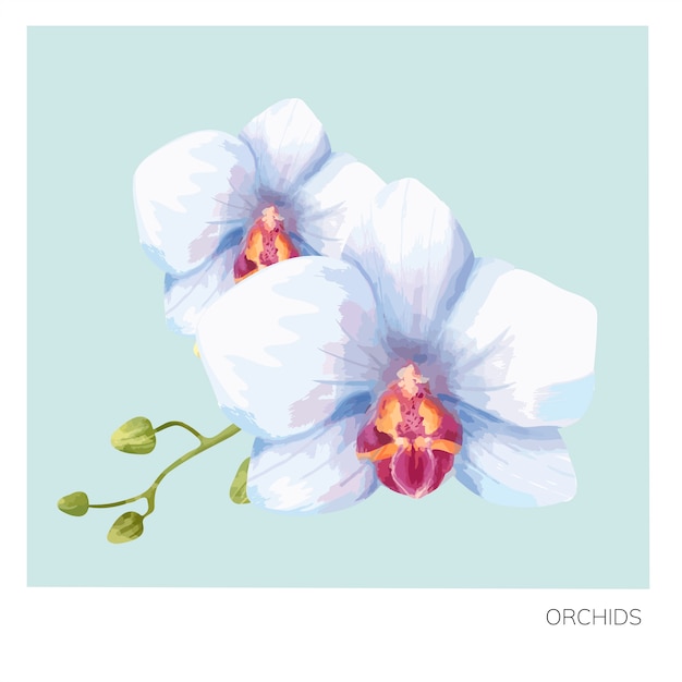 Vector hand getrokken orchideebloem print