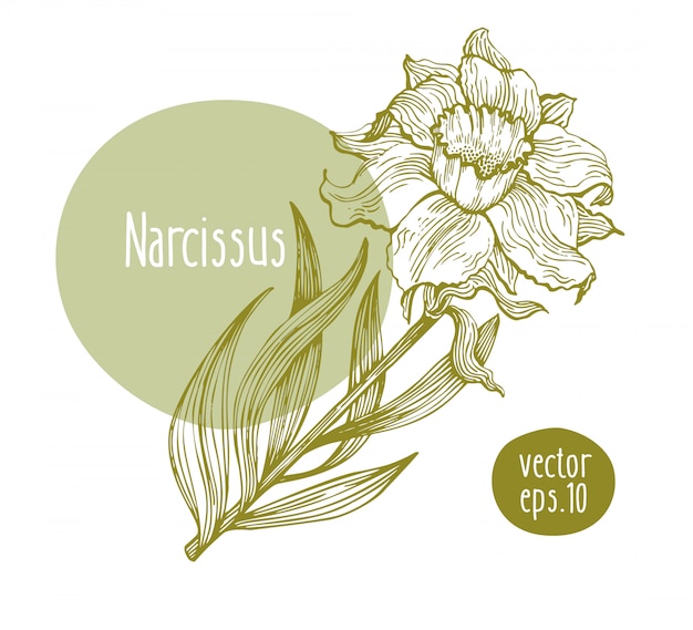 Hand getrokken retro narcissus. Vector bloeiende bloem. Botanische illustratie.