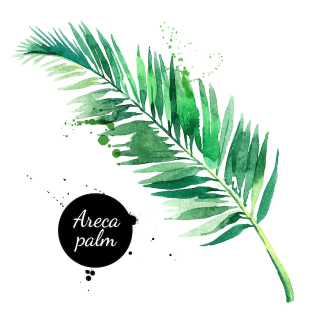 Hand getrokken schets aquarel tropisch blad van areca palm vector geschilderd geïsoleerde exotische natuur illustratie