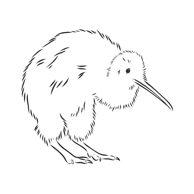 Hand getrokken, schets, cartoon afbeelding van kiwi kiwi vogel vector sketch