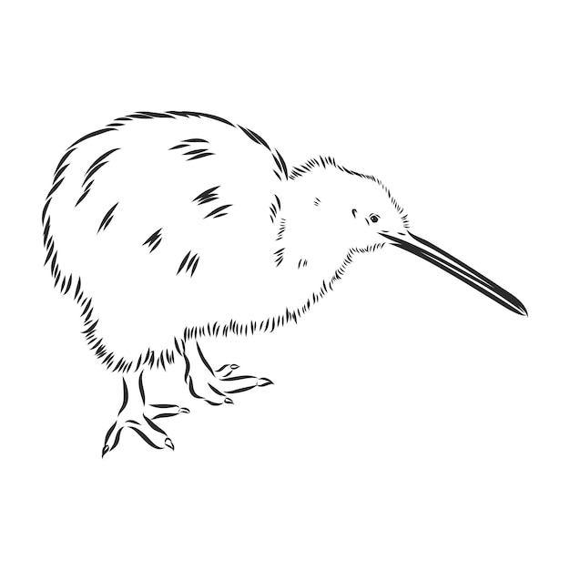 Hand getrokken, schets, cartoon illustratie van kiwi-kiwi vogel, vector schets illustratie