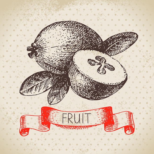 Hand getrokken schets fruit feijoa Eco voedsel achtergrond Vector illustratie