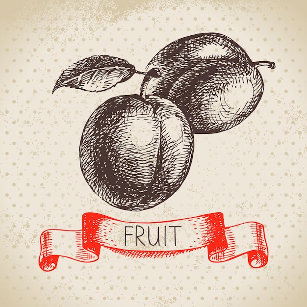 Hand getrokken schets fruit pruim Eco voedsel achtergrond Vector illustratie