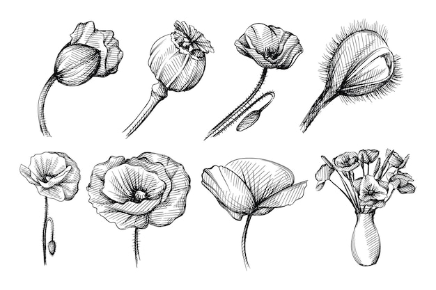 Hand getrokken schets set papaver bloem op een witte achtergrond. Bloeiende papaver. Boeket van papaverbloemen in vaas.