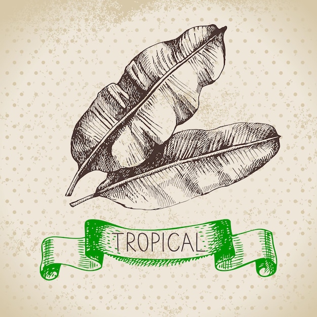 Hand getrokken schets tropische planten vintage achtergrond vectorillustratie