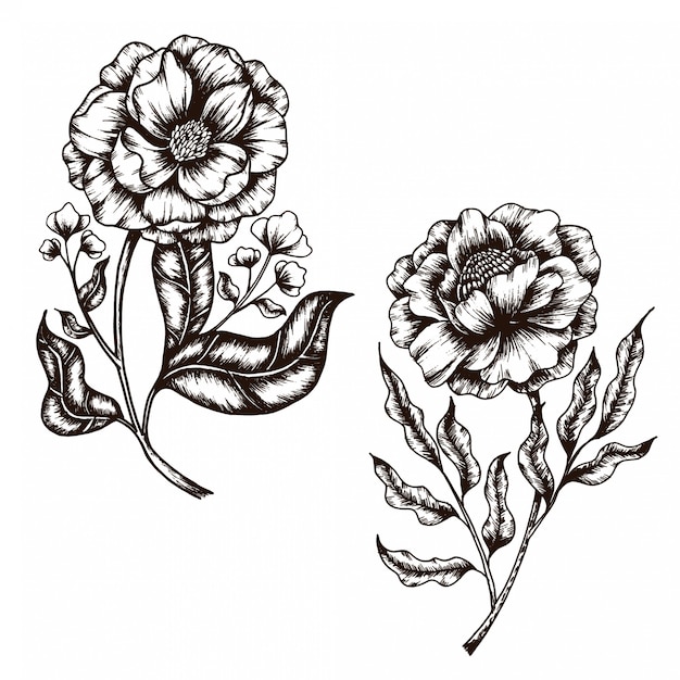 Hand getrokken schets van flower vintage style-collectie