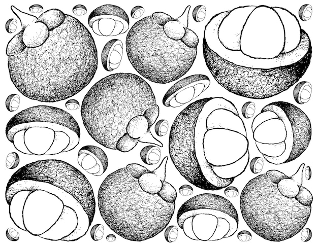 Hand getrokken schets verse rijpe en onrijpe mangosteenvruchten.