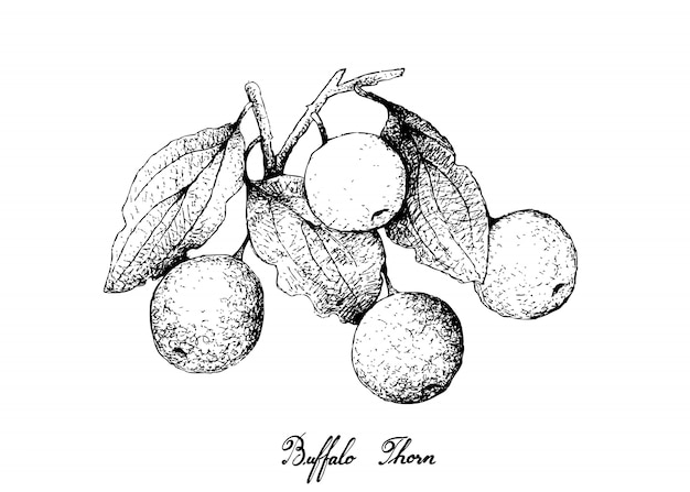 Hand getrokken van Buffalo Thorn Fruits op witte achtergrond