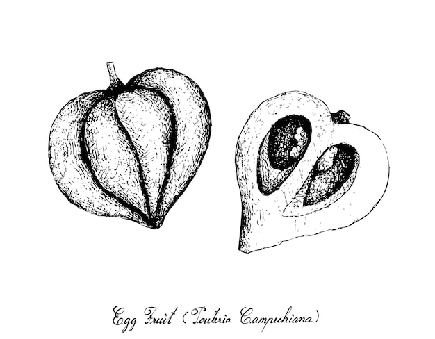 Hand getrokken van Canistel of Eggfruit