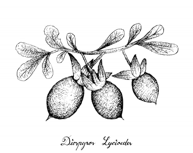 Hand getrokken van Diospyros Lycioides op witte achtergrond