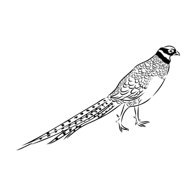 Hand getrokken van een fazant schets Vector illustratie geïsoleerd op een witte achtergrond