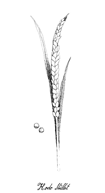 Hand getrokken van rijpe vossestaart millets op wit