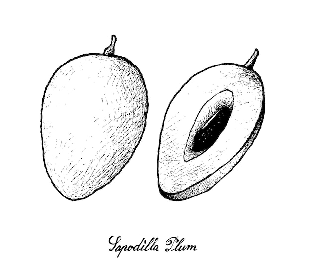 Hand getrokken van sapodilla pruim op witte achtergrond