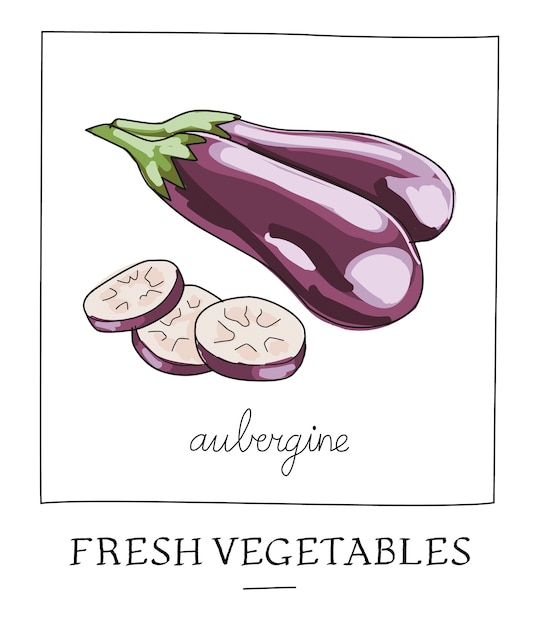 Vector hand getrokken vectorillustratie van geïsoleerde aubergine