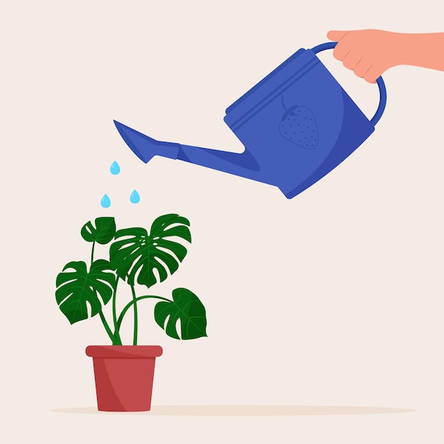 Hand holding watering can. watering home plant in pot