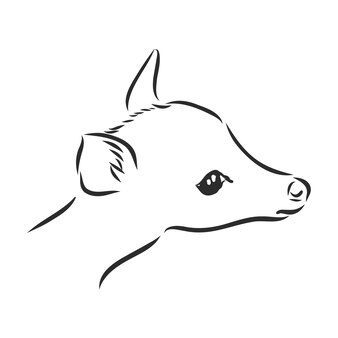 Disegno a inchiostro a mano di un giovane cervo sika isolato su sfondo bianco