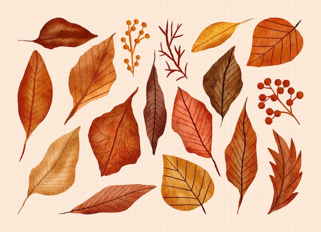 Vector hand painted autumn leaf in watercolor illustration set