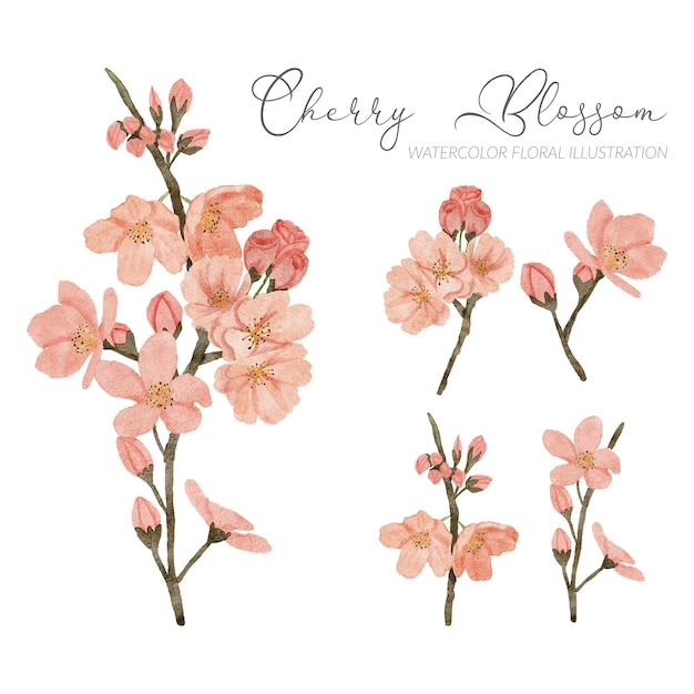 Vector hand painted cherry blossom flower illustration watercolor spring season